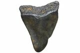 Bargain, Megalodon Tooth - North Carolina #152882-1
